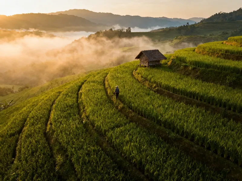 Seedream 4.0 sample: Aerial view of emerald rice terraces at sunrise with low mist drifting through the valleys, golden light, a single farmer's hut, documentary photography style
